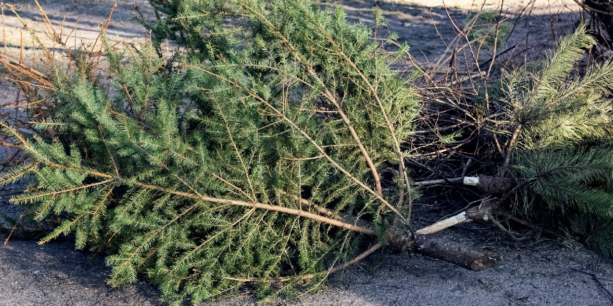 Tájékoztatás a karácsonyfák elszállításáról