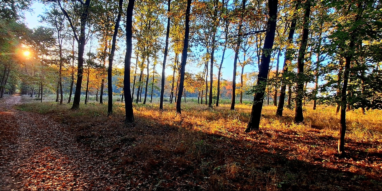 November elejéig maradhat száraz, egyhangú az időjárás