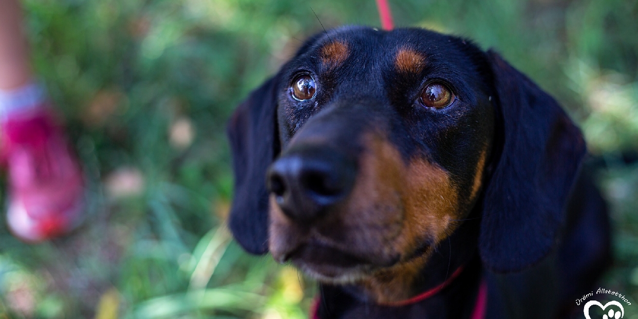 Gazdit keresnek az Ürömi Állatotthon lakói