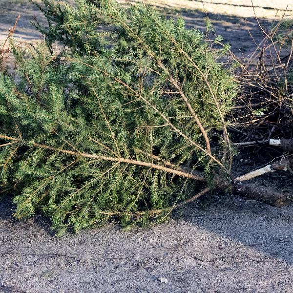 Tájékoztatás a karácsonyfák elszállításáról