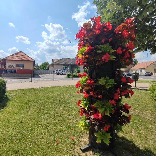 Virágdíszben köszönti a nyarat Pilisvörösvár - képekkel
