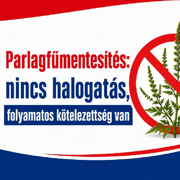 Parlagfűmentesítés: nincs halogatás, folyamatos kötelezettség van