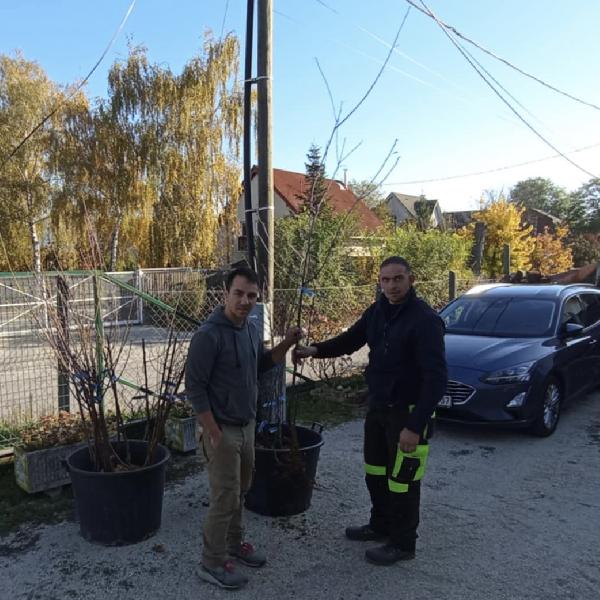 37-en vettek át pilisvörösvári újszülötteknek járó gyümölcsfacsemetét