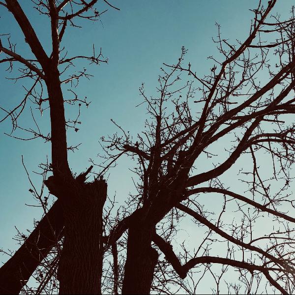 Négy élet- és balesetveszélyes fát vágnak ki Pilisvörösváron