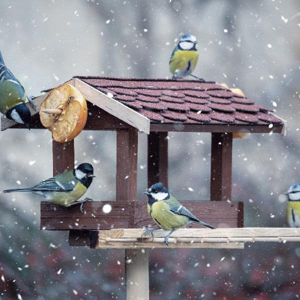 Elindult a téli madáretetési időszak – így segíthetjük biztonságosan tollas lakótársainkat