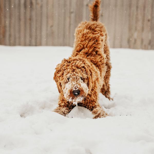 Mínuszok az időjárásban, pluszok az állatvédelemben