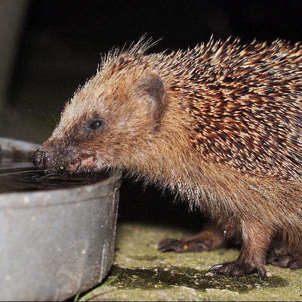 Sünök a kertekben – tavaszi tudnivalók