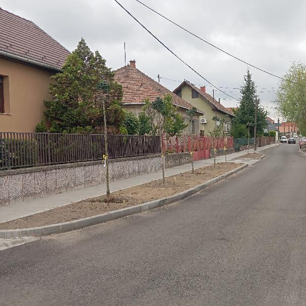 Vigyázzunk a Dózsa György utca új fáira