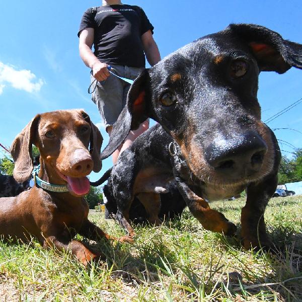 Felelős állattartás: amit minden gazdának tudnia érdemes