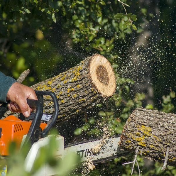 Favágás lesz a Bányakápolna utcában